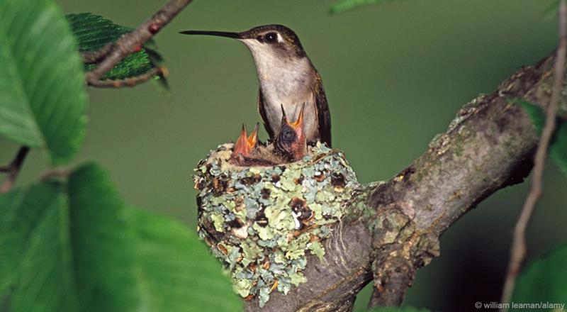 Tüzestorkú kolibri 