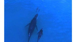 Különleges drón felvétel a delfinek és bálnák találkozásáról