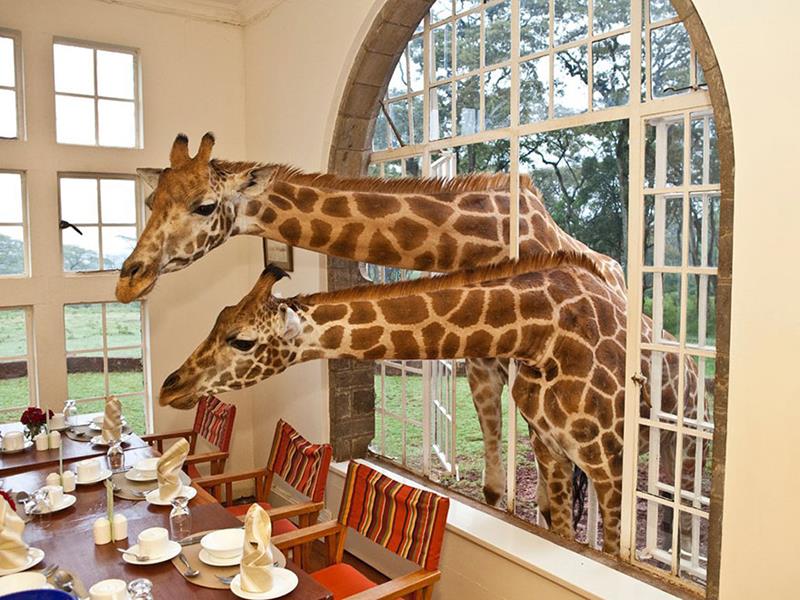 Giraffe Manor, Kenya3 (2)