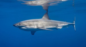 A Nagy fehér cápa egy fotós szemszögéből