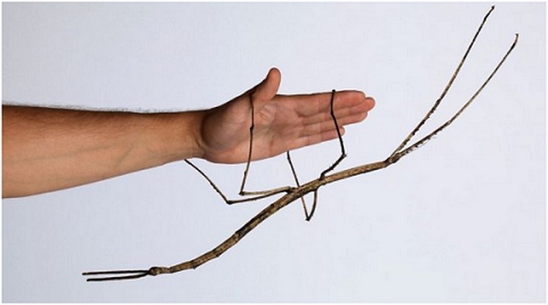 Megtaláltak a világ leghosszabb rovarát