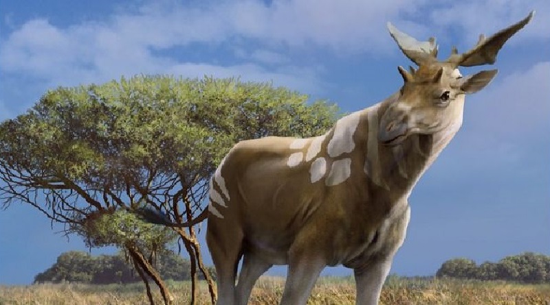 Mindenidők legnagyobb kérődzője egy rövidnyakú zsiráf lehetett