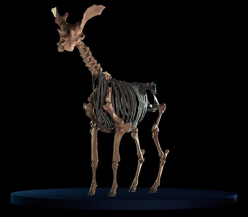 giraffe_fossil-2-mod