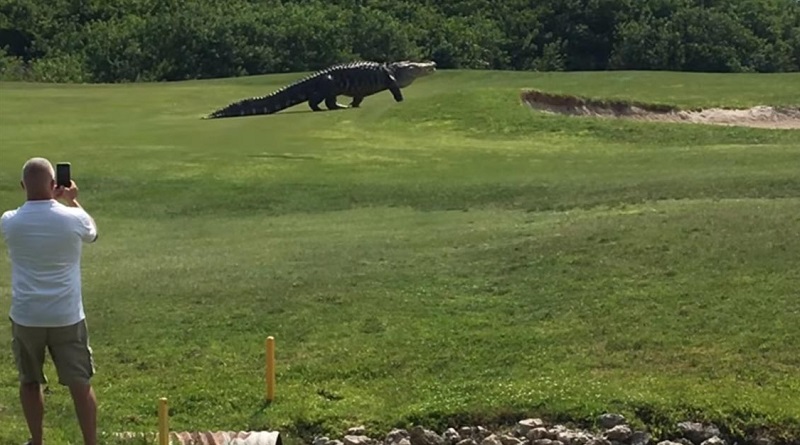Óriási aligátor sétált át a golfpályán