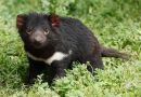 Az tasmán ördög anyateje segíthet az antibiotikumoknak ellenálló, halálos szuperbaktériumok elleni harcban