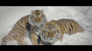 Tigrisekről készített felvételt a drón