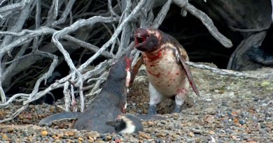 Összeverekedett a szeretővel a megcsalt pingvin